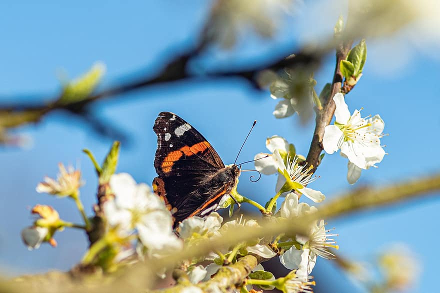 Insect, Butterfly, Red Admiral, Entomology, Pollination, Wings, Macro, Species, Admiral, Spring, Nature