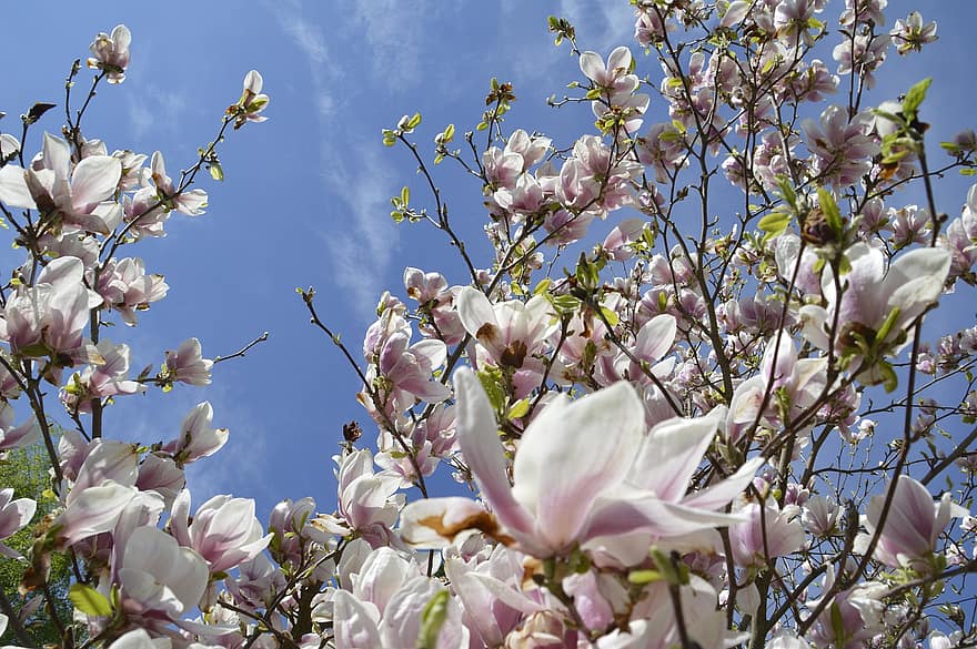 magnolia, rosado, primavera, jardín, árbol, flor, flora, blanco, rama, Jezioro, kwiaty
