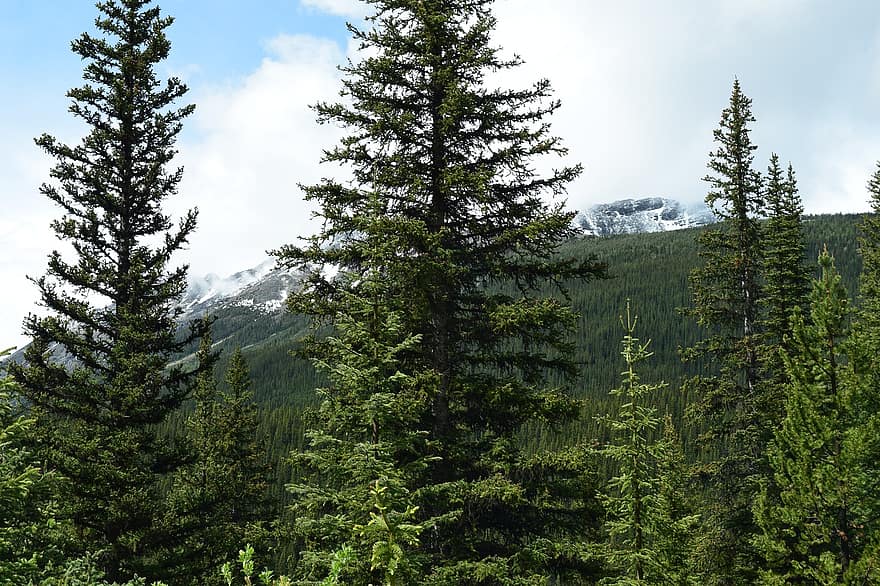 Skov, træer, bjerg, landskab, natur, skov, Rocky Mountains