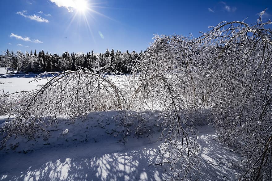 Snowy Woodland, mùa đông, rừng, gỗ, tuyết, Thiên nhiên, cây, phong cảnh, màu xanh da trời, Mùa, Nước đá