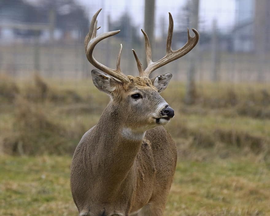 Deer, Buck, Whitetail Deer, Antlers, Whitetail, Horns, Male, Mammal, Fauna