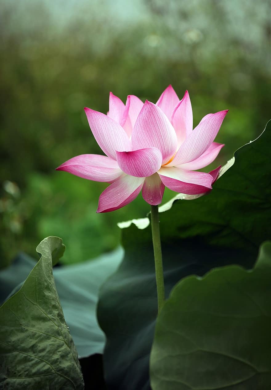 Lotus Flower, Pink Flower, Blooming, Blossoming, Flora, Plant, Aquatic Plant, Nature, Botany, Close Up, Blooming In The Summer