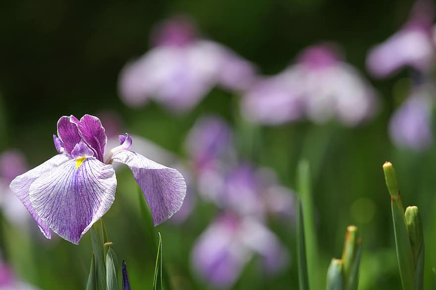 орхидея каттлеи, орхидея, цветок, завод, лепестки, фиолетовый цветок, цветение, листья, сад, природа