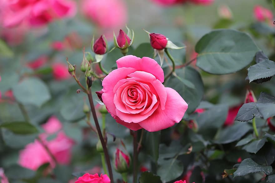 rosa blommor, ro, rosa rosor, blommor, natur, vår, vårblommor, trädgård, kronblad, växt, blad