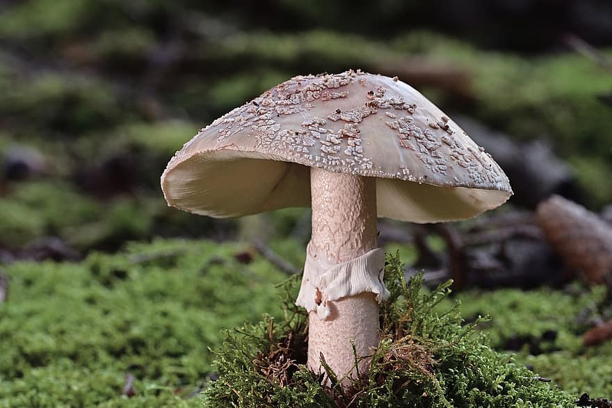 Mushroom, Wild Mushroom, Moss, Forest Ground, Forest Floor, Sponge, Spore, Fungus, Mycology, Forest, Forest Mushroom
