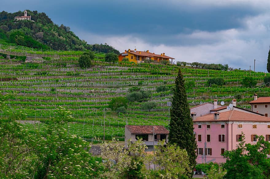 wijngaard, Valpantena, heuvel, wijn, druiven, landbouw, natuur, landschap, Italië, bewolkt, landelijke scène