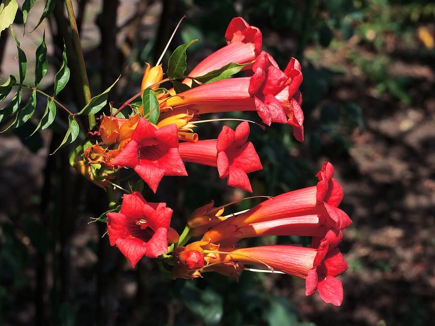 цвете, Американска тромпет, Фламенко Campsis Radicans, храст