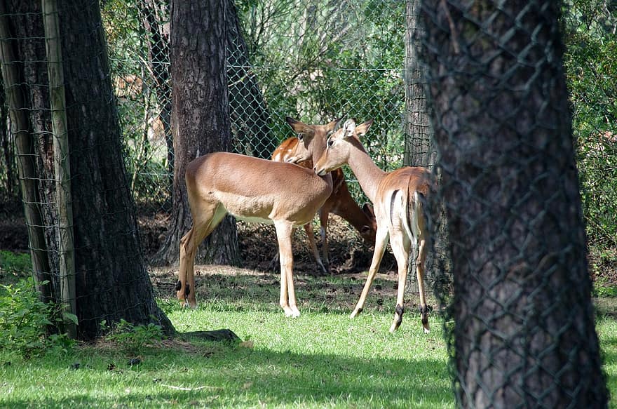 парк Серенгети, елен, зоологическа градина, Ходенхаген, по-ниска саксония, природен парк, Серенгети, животни, африка, животни в дивата природа, трева
