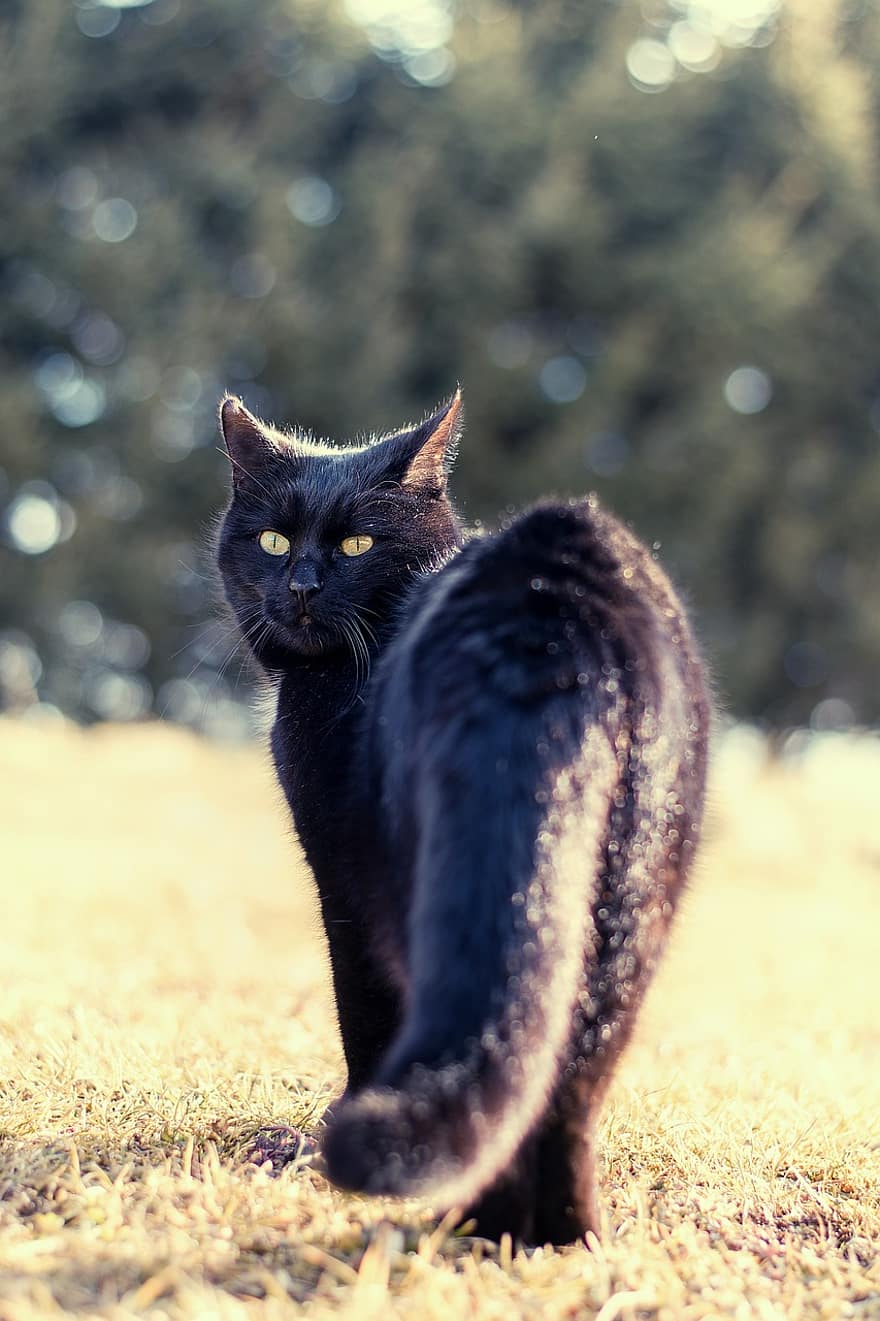 kedi, Evcil Hayvan, alan, Kara kedi, kısa saç, hayvan, ev kedisi, memeli, sevimli, keşfetmek, açık havada