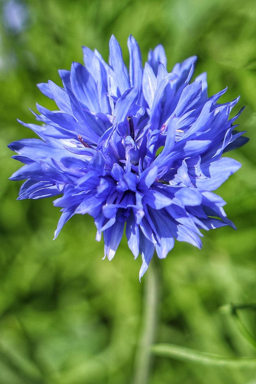 kwiat, chaber, kwitnąć, niebieski, niebieski kwiat, niebieskie płatki, flora, kwiaciarstwo, ogrodnictwo, botanika, Natura