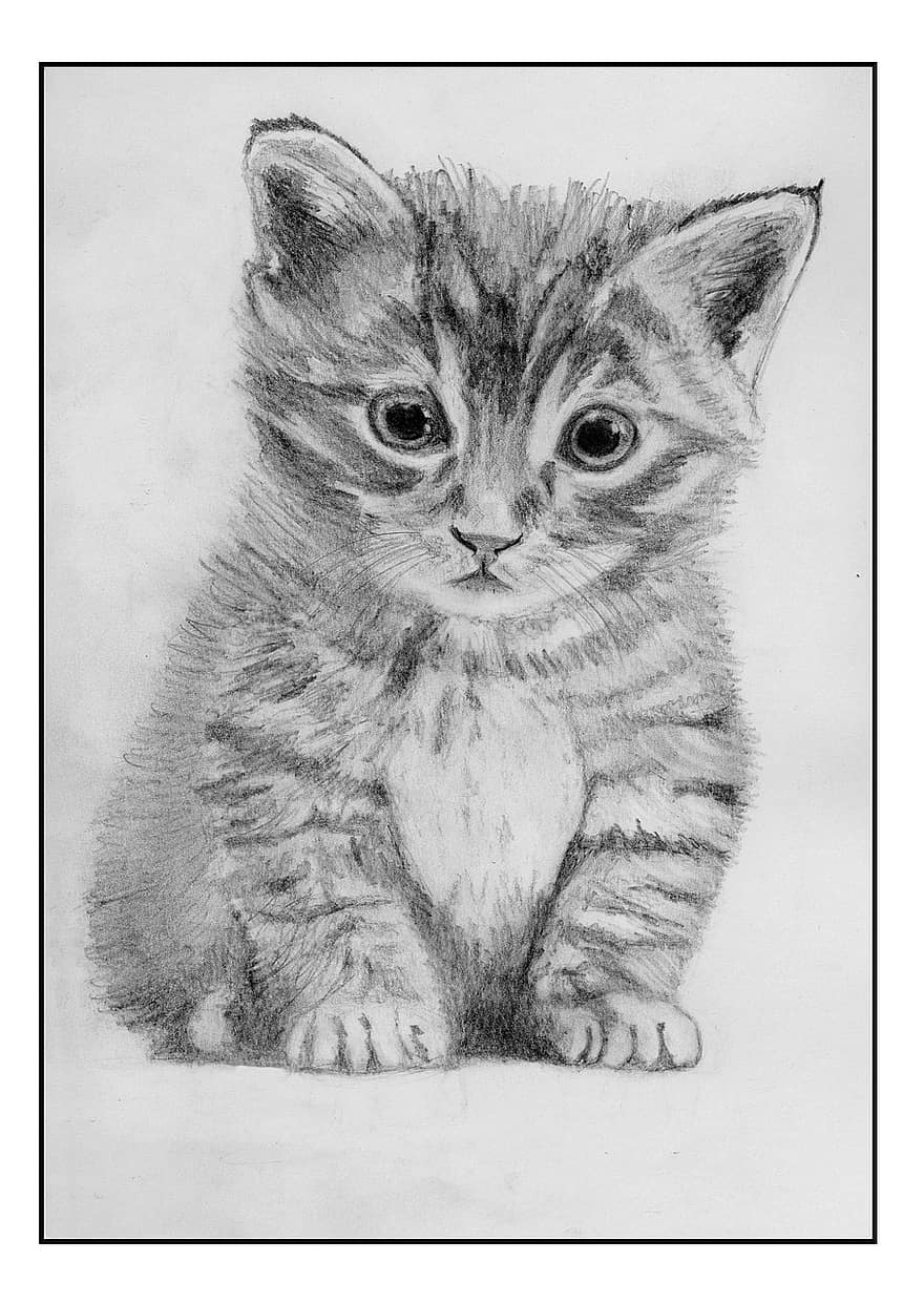 gato, felino, desenhando, lápis, ilustração