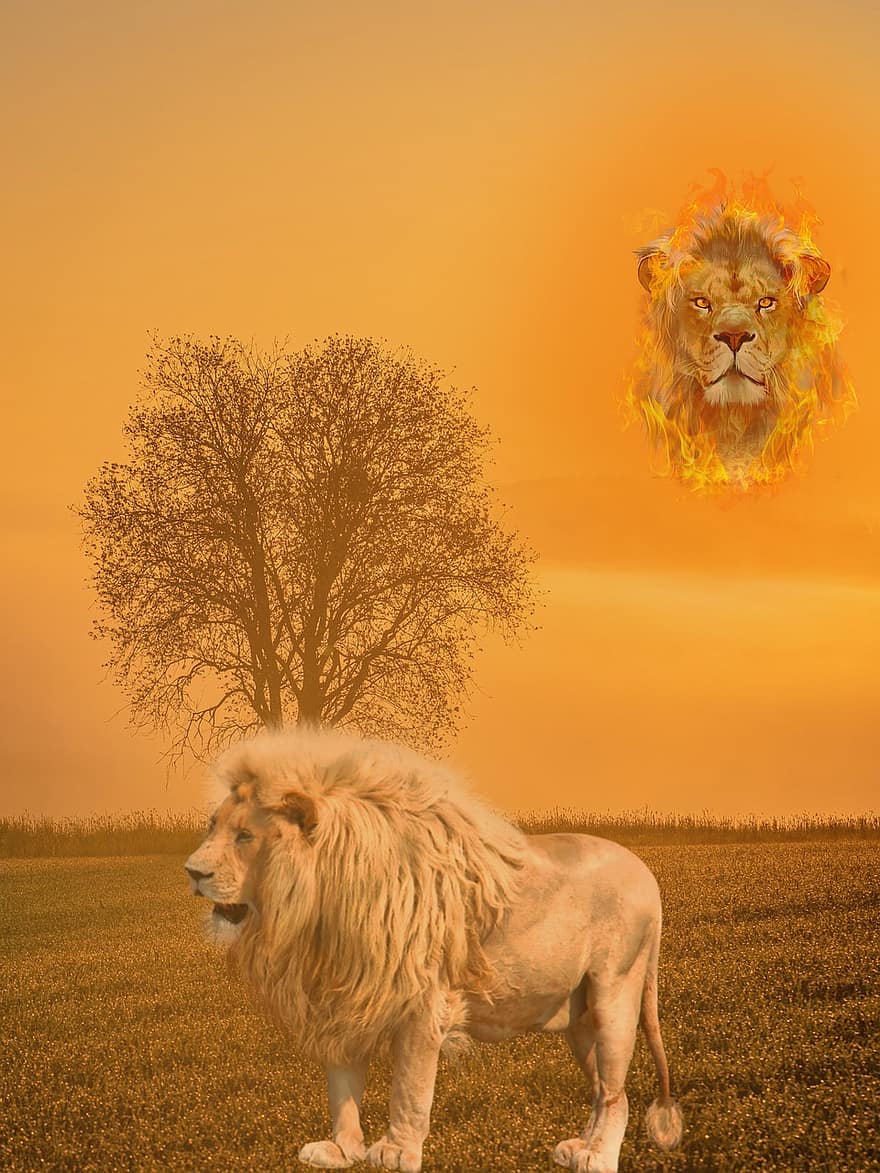 løve, feline, kongen av jungelen, felt, sol, tre