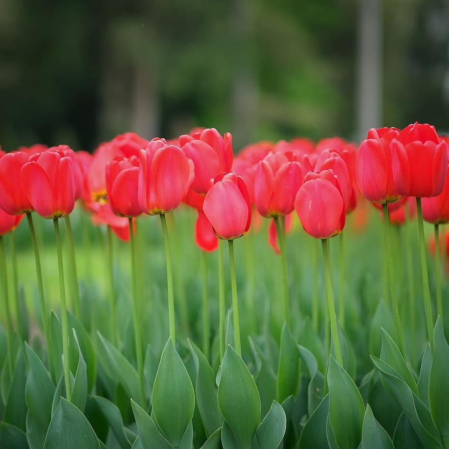 tulip, bunga-bunga, bidang, taman, bunga merah, kelopak, berkembang, mekar, flora, tanaman, bunga tulp