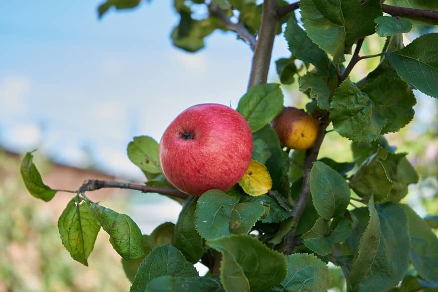 яблоки, яблоня, фрукты, сад, природа
