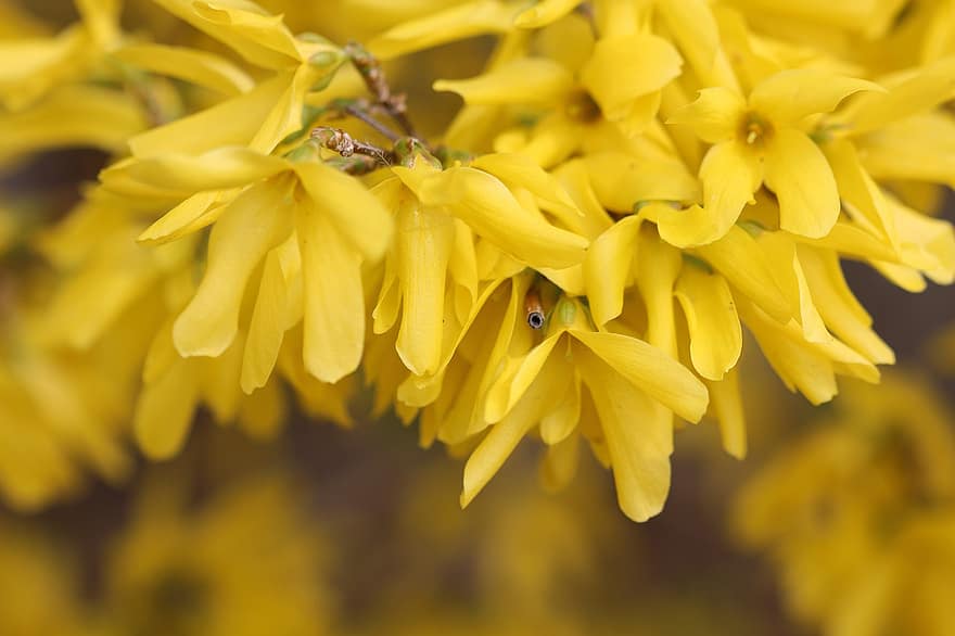 Forsythia, Flowers, Plant, Yellow Flowers, Petals, Bloom, Spring Flowers, Branch, Spring, Nature