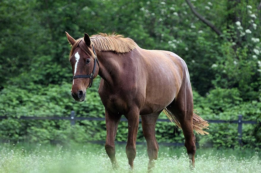 kuda, hewan, mamalia, ekor, surai, kuda coklat, padang rumput, pohon, alam, tanah pertanian, kuda jantan