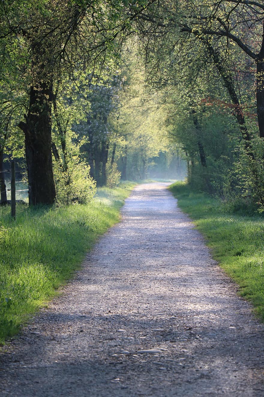 leśna ścieżka, drzewa, las, mgła, Las, szlak, ścieżka, krajobraz, drzewo, scena wiejska, zielony kolor