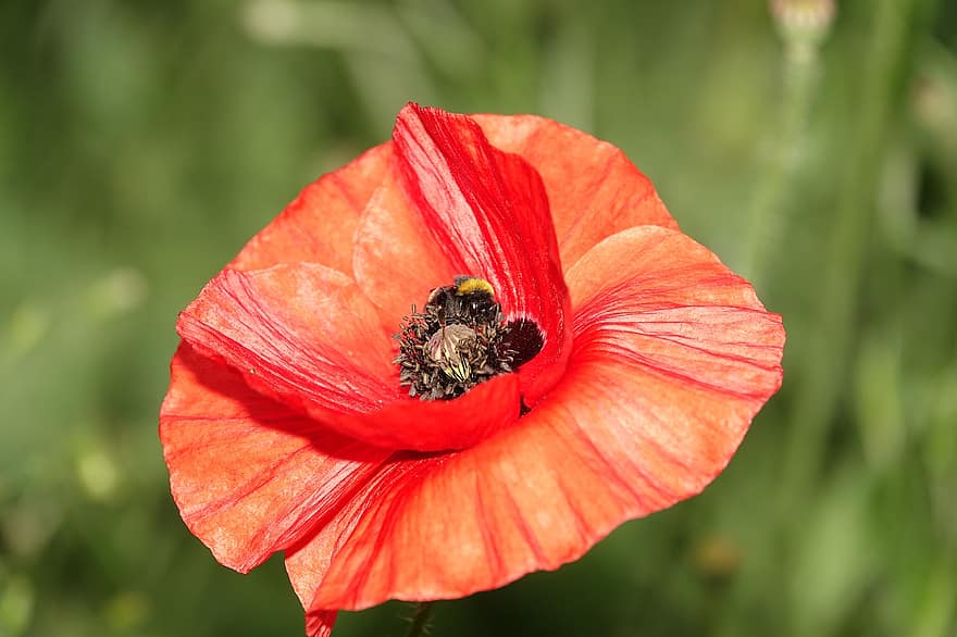 Poppy, Flower, Bumblebee, Insect, Bee, Animal, Flower Meadow, Meadow, Nature, Closeup, Hummel