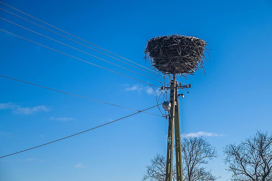 nid, poteau électrique, des câbles, cigogne, le nid d'oiseau, électricité, fils électriques