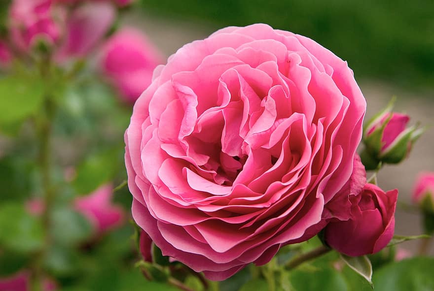 Rose, Flowers, Rosebush, Ornamental Shrub, English Rose, Pink, Background Image, Garden