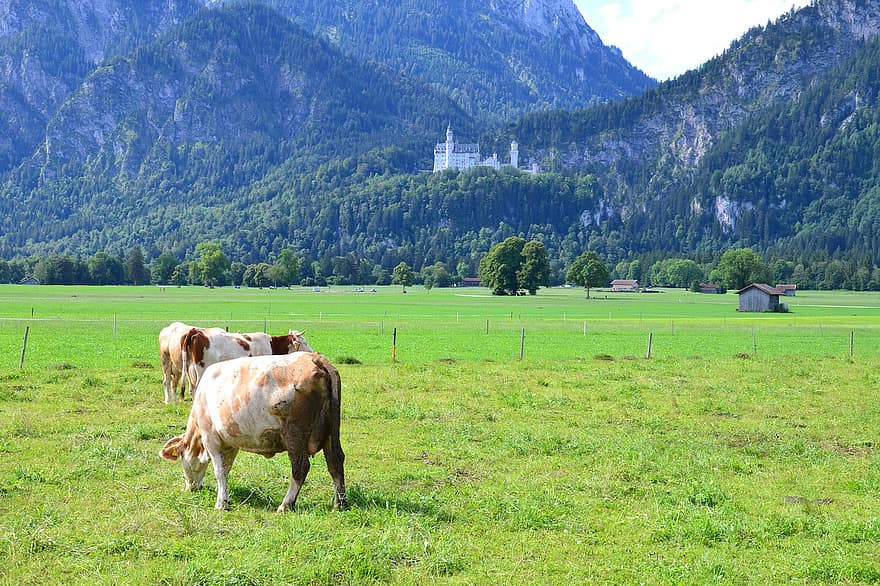 Allgäu, tehenek, mezőgazdaság, állatállomány, legelő, állat, marha, természet, rét, marhahús, fű