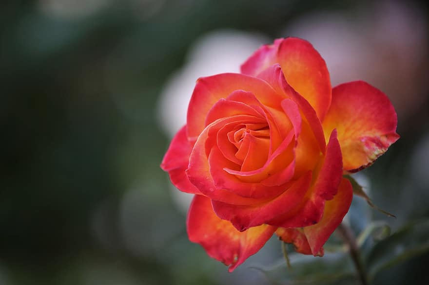 Alinka Rose, kvetoucí, květ, flóra, rostlina, okvětní lístky, Příroda