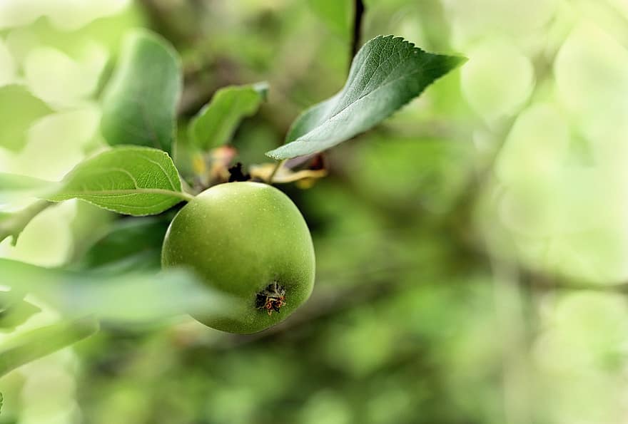 ябълка, плодове, зелен, fress, дърво, Ябълково дърво, здрав, жътва, прясно, витамини, природа