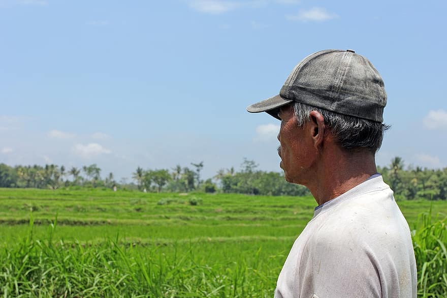 αγρότης, άνδρας, χωράφι ρυζιού, αναποφλοίωτο ρύζι, αγρόκτημα
