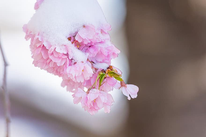 hó, rózsaszín virágok, téli, természet, növényvilág, kert