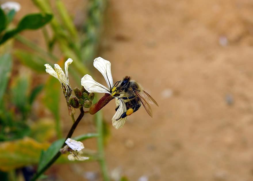 insecte, abeille, pollinisation, fleur, Floraison, entomologie, espèce, la nature, nectar, plante, pollen