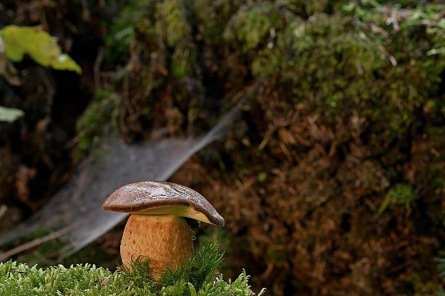 mushroom, moss, mycology