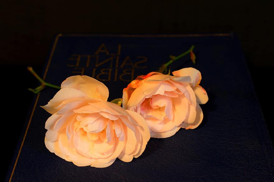 Roses, Flowers, Bible, The Holy Bible, Petals, Bloom, Cut Flowers, Book, Decorative