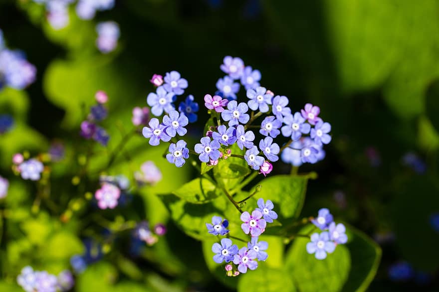 glemme-mig-nots, blå blomster, små blomster, kronblade, blå kronblade, flor, blomstre, flora, blomsterdyrkning, havebrug, botanik
