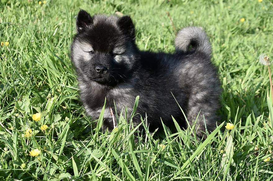 chien, Chiot Eurasier Chiot, chiot, eurasier, adorable, animal, canin