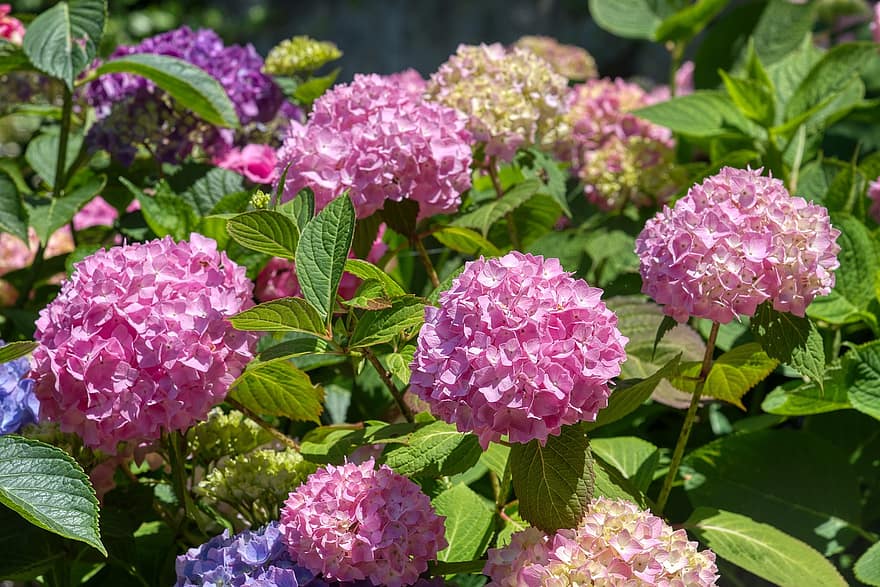 hortensias, hortensia, inflorescencia, arbusto ornamental, rosado, las flores