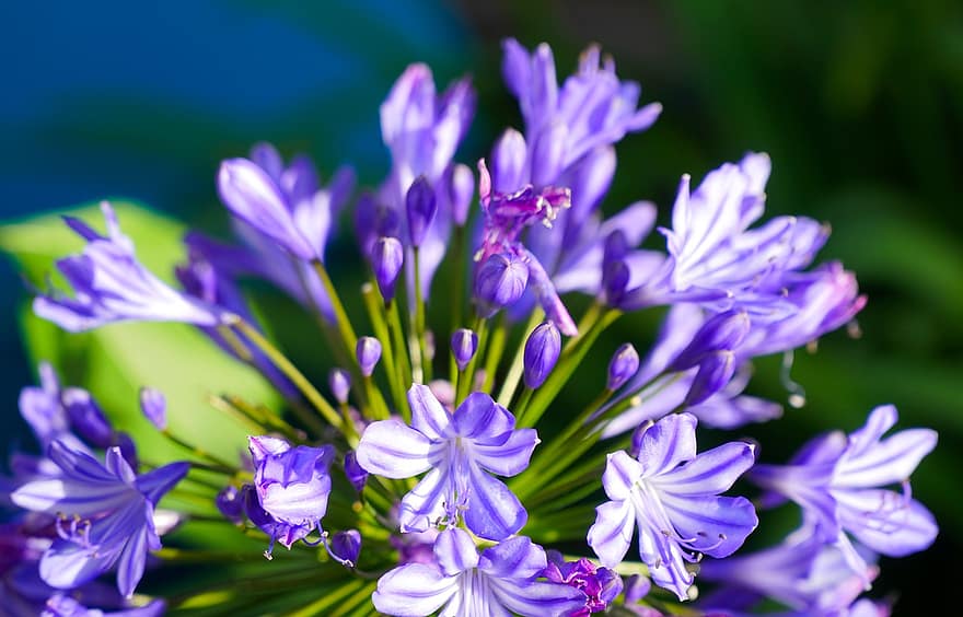 květ, okvětní lístky, pupeny, modrý, agapanthus, Příroda