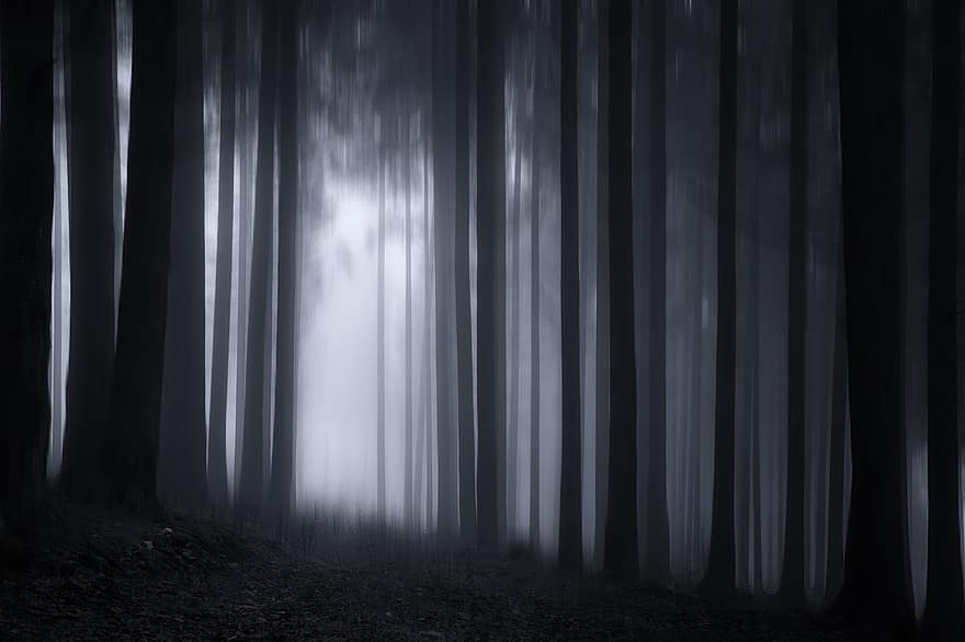дерево, лес, сумерки, подлесок, природа, поле, деревья, свет, туман, свет и тень, против света