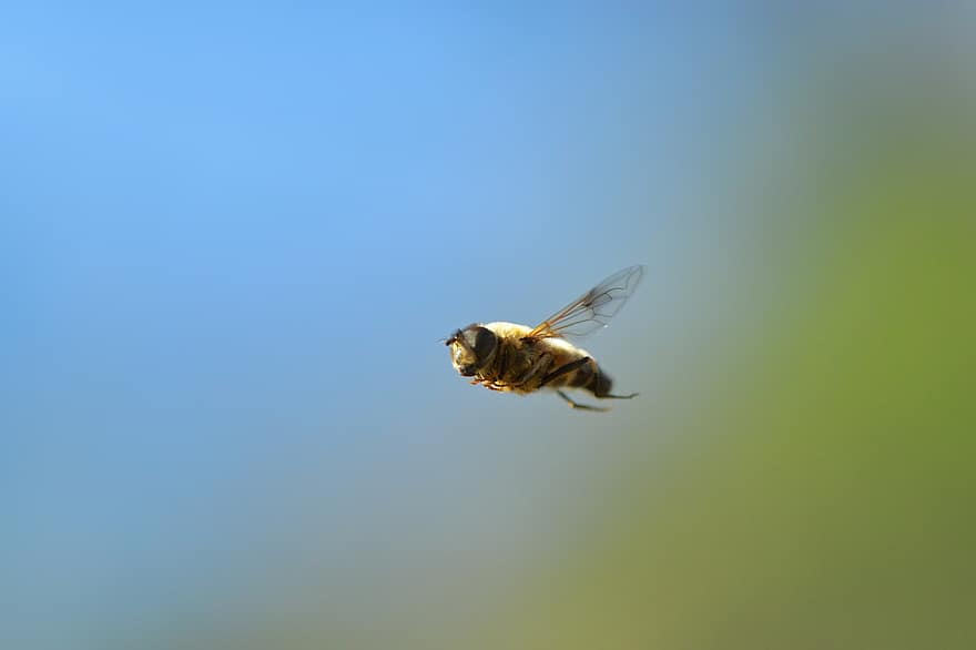 kukaiņi, bite, entomoloģija, rietumu medus bišu, sugas, makro, spārni, tuvplāns, dzeltens, lidošana, apputeksnēšana