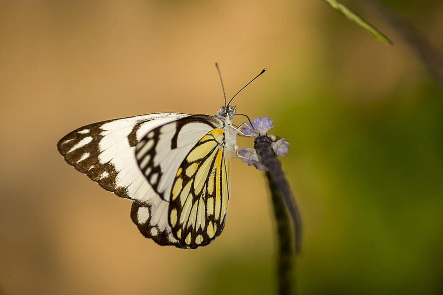 motýl, křídla, hmyz, monzun, zelená, volně žijících živočichů, Příroda, detail, makro, vícebarevné, letní