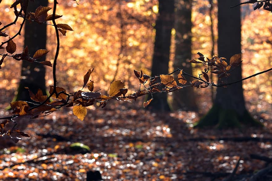 лес, дерево, листья, бук, осень, природа, падать