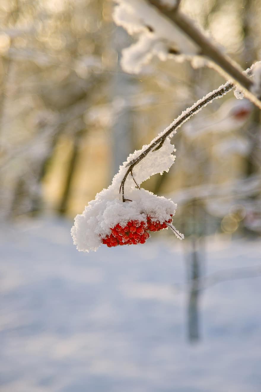 冬、ナナカマドの果実、雪、自然、シーズン、氷、ブランチ、霜、閉じる、木、フローズン