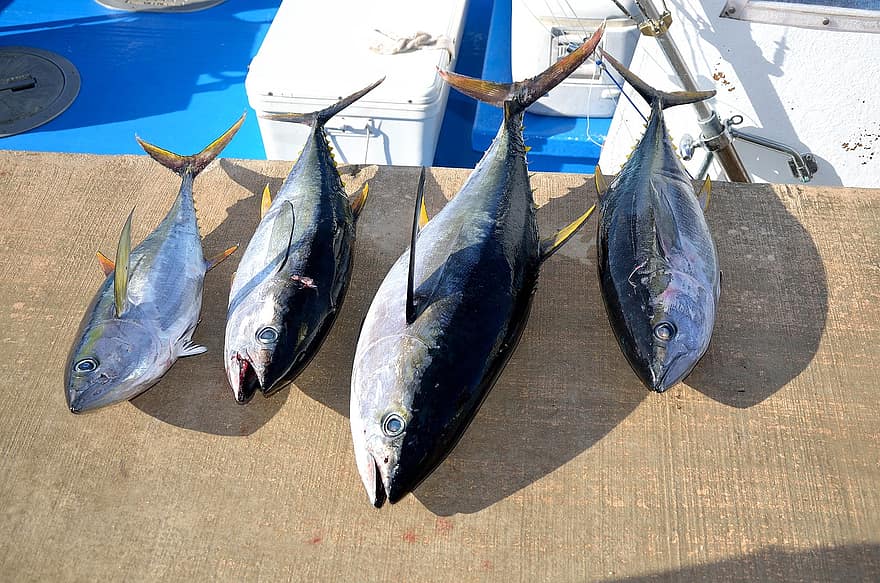 тунця, риба, свіжий улов, риболовля