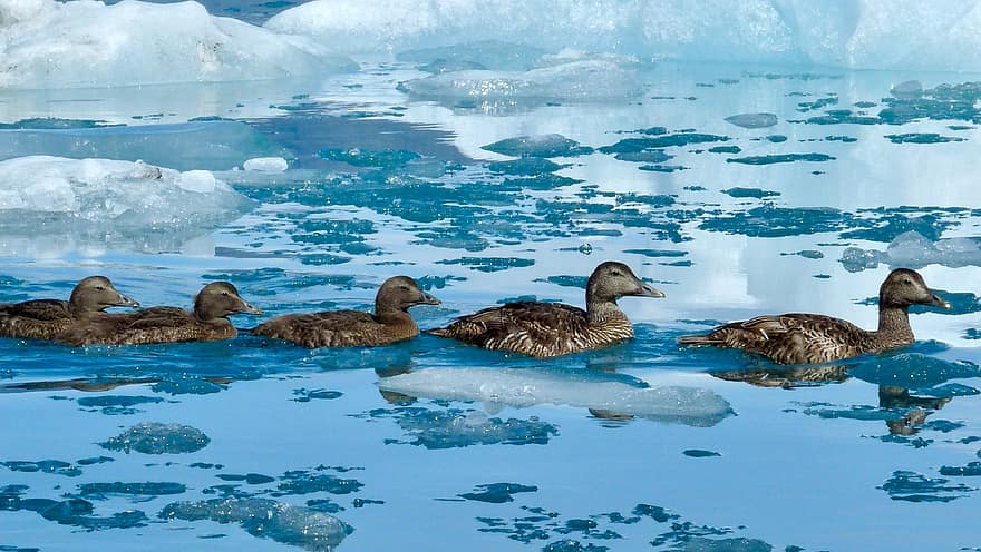 lago, Lago congelado, patos, passarinhos, animais, Islândia, natureza, jokulsarlon, geleira, aves aquáticas