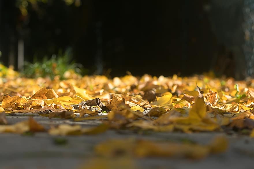 mùa thu, lá rụng, lá, tán lá, lá mùa thu, tán lá mùa thu, Màu sắc mùa thu, rơi lá, Rơi màu, lá vàng, tán lá vàng