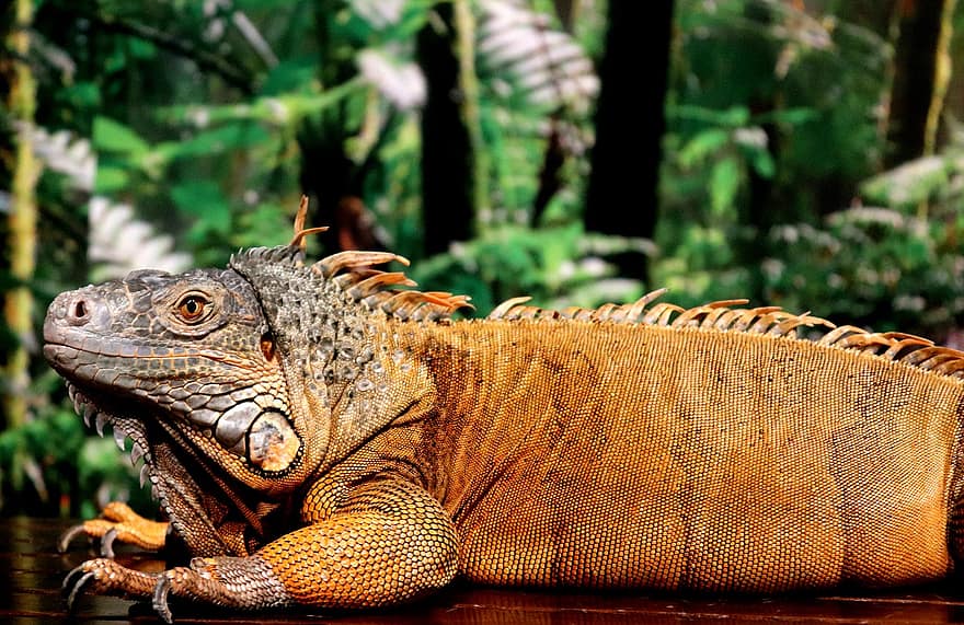 έρπων, iguana, ζώο, άγρια ​​ζωή