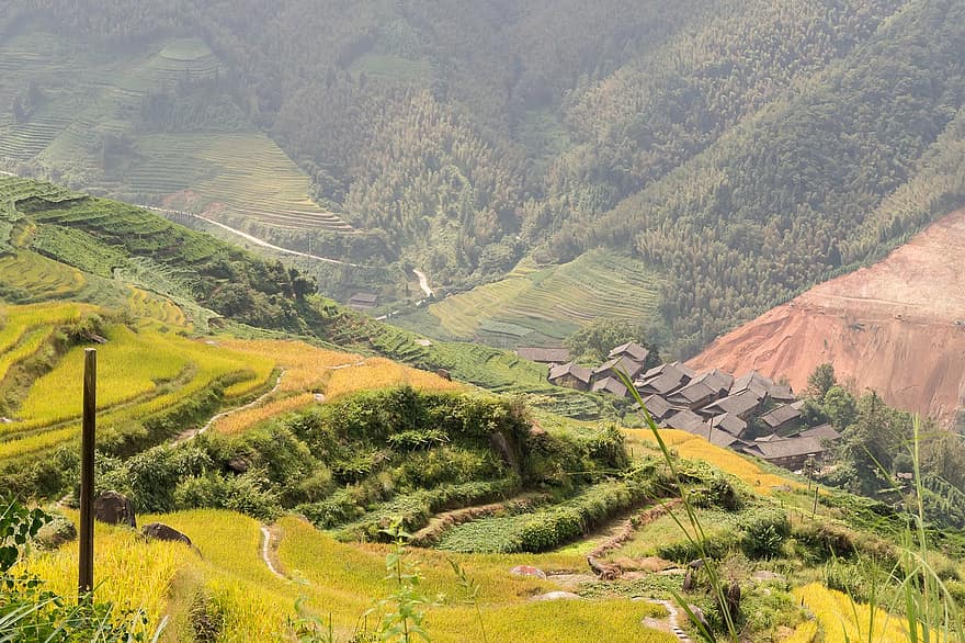 Terasa Longji, China, campuri de orez, agricultură, peisaj, fermă