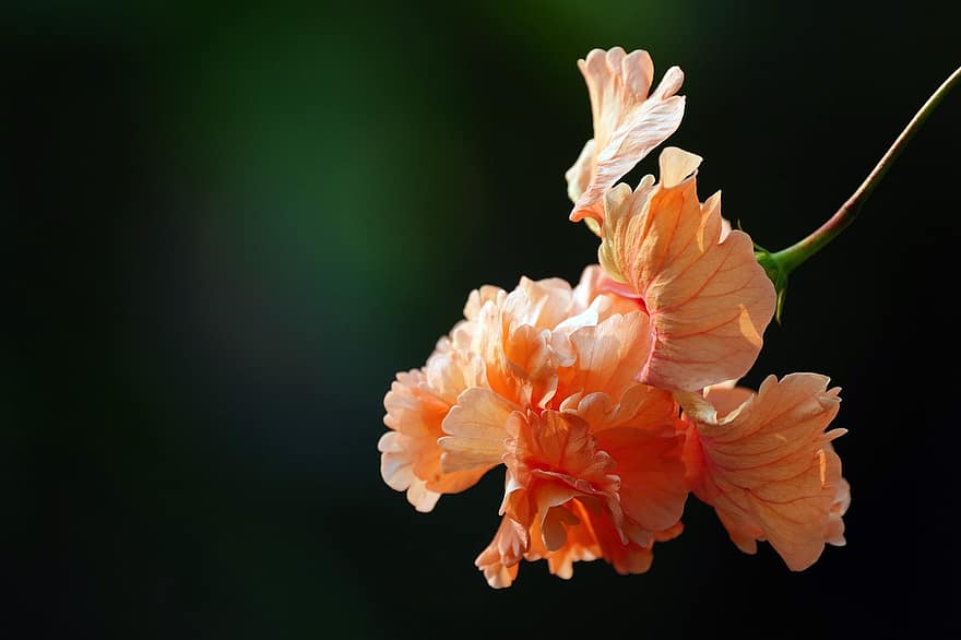 ハイビスカス、花、工場、オレンジ色の花、花びら、咲く、自然