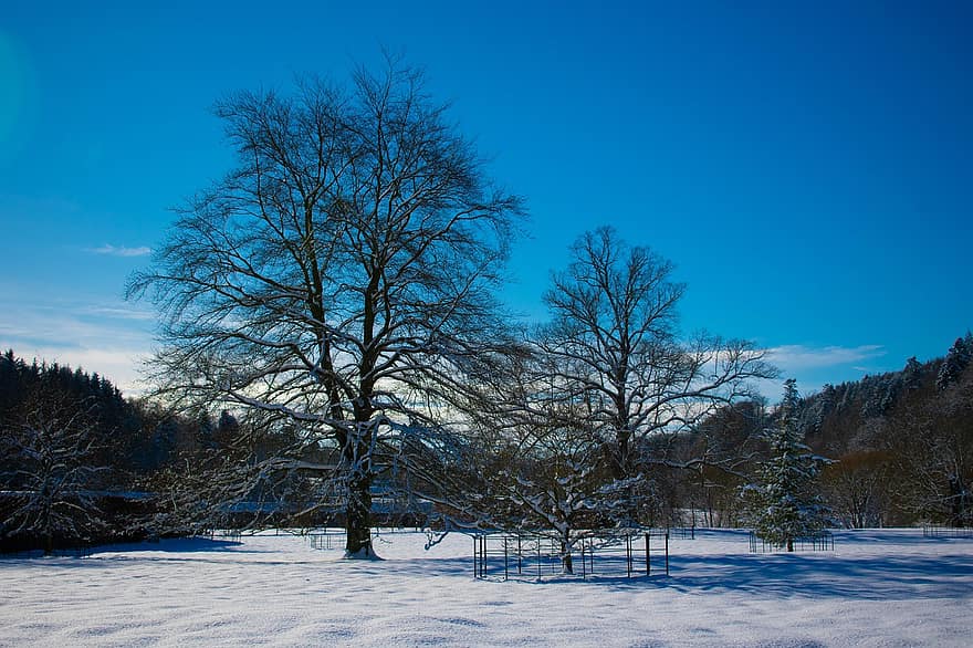medžiai, sniegas, šalta, žiemą, Škotija, pobūdį, medis, miškas, mėlyna, kraštovaizdį, sezoną