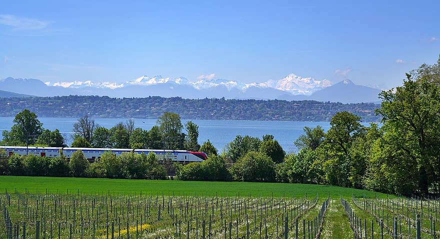 Mont Blanc, sjön Genève, sjö, Genèvesjön, tåg, vinstockar, natur, landskap, vår, lantbruk, sommar