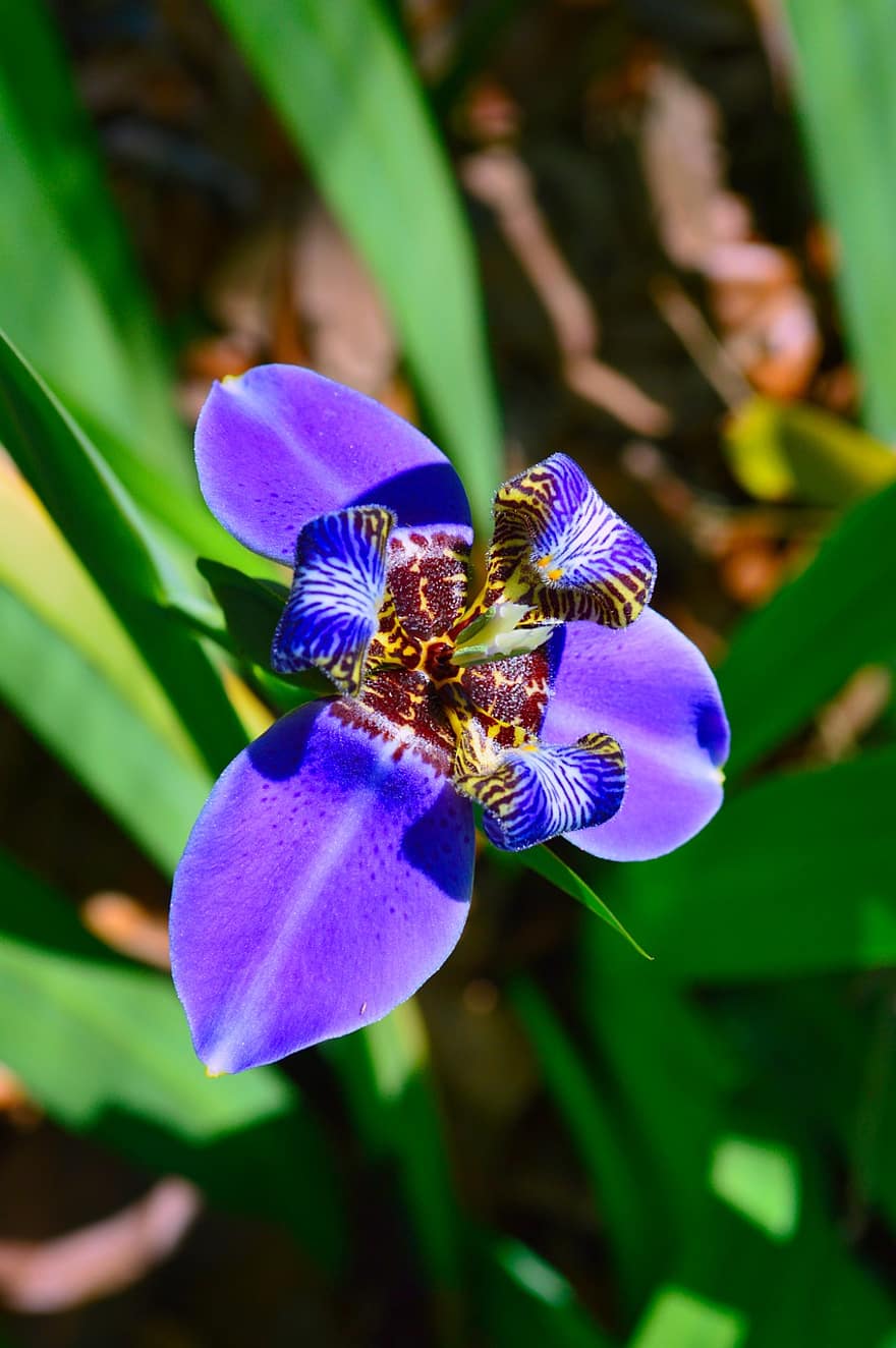 орхидея, цвете, синьо цвете, листенца, сини венчелистчета, градина, разцвет, цвят, флора, растение, природа